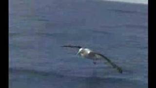 Albatross Encounter  The Biggest Wingspan in the World [upl. by Ahsener]