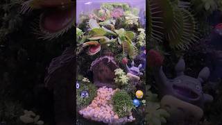 Venus Flytraps amp Fun Plants Create Your Indoor Jungle [upl. by Aissak171]