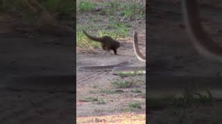 Black Mamba vs Dwarf Mongoose Epic Fight 🔥🔥 [upl. by Nnairet233]