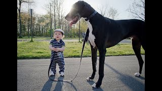 Babies and Dogs Taking each other For a Walk  Funny Dog And Baby Compilation [upl. by Hadik559]