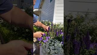 Plant care deadheading fyp homeandgarden gardenwork gardencleanup plantcare [upl. by Meador]