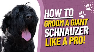 Giant Schnauzer Grooming Tutorial  How to Groom a Giant Schnauzer StepbyStep Guide [upl. by Liryc]