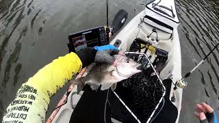 BIG FLATHEAD  on Lures in NaroomaBermagui Area and parts down South Coast [upl. by Panta706]