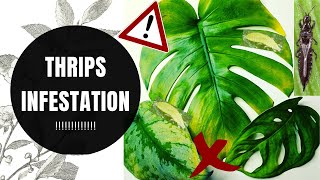 HOW TO DEAL WITH A THRIP INFESTATION on Houseplants  Pest Treatment [upl. by Longerich]