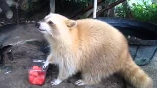 Raccoon eating watermelon [upl. by Carson]