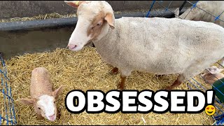 Twins triplets quads quints AND ONE RED LAMB  Vlog 742 [upl. by Nylehtak]