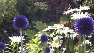 Echinops The Globe Thistles [upl. by Eelrebmyk]