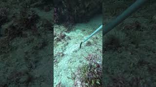 Ribbon moray eel tries to bite an aluminum stick scubadiving fish moray underwater ocean [upl. by Nayrb]