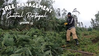 Dead tree removal and managing invasive growth  Central Portugal  Rooqeys  EP 11 [upl. by Tdnaltroc935]