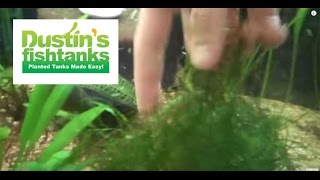 How to Grow Java Moss Vesicularia Species Sunday [upl. by Pat]