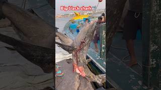 Big black shark🦈 Tuna fishing Boat lo fishing shark shorts subscribe 🙏❤️🦈 [upl. by Eiboh]