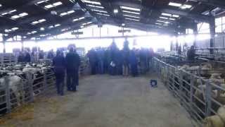 Visit to Sedgemoor livestock market [upl. by Emilio286]