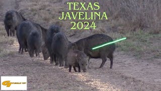 South Texas Javelina Hunt 2024 [upl. by Airretnahs]