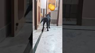 Nice catch 😃tyson ytshorts doglover trending tysons dogbreed funny play [upl. by Blainey]