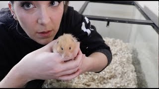 Giving My Hamster A Home Makeover [upl. by Flemings]