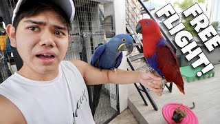 FREE FLIGHT FOR CHAI OUR ECLECTUS PARROT Update sa mga ibon natin sa Pasig MACAW  Murillo Bros [upl. by Sregor]