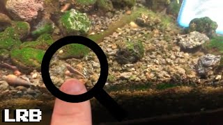 Super Rare Purple Neocaridina Aquarium Freshwater Shrimp Colony [upl. by Paten819]