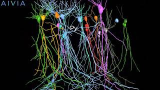 Neuron tracing 3D flythrough [upl. by Etti]