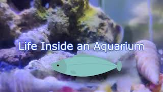 Life inside an Aquarium Marine Life [upl. by Yralam226]