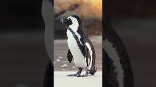 The king of cool youtubeshorts penguin cute subscribe [upl. by Othe]