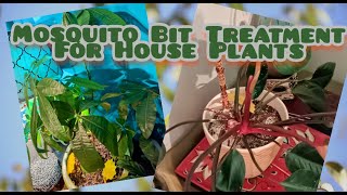 House Plant Mosquito Bit Treatment for Gnats like subscribe share [upl. by Geldens]