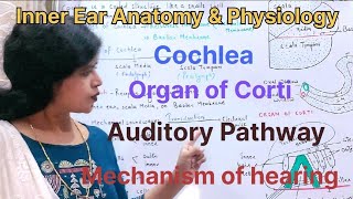 Inner Ear Anatomy and Physiology in hindi l Part 2 l Mechanism of hearing l Auditory Pathway ear [upl. by Enylcaj]