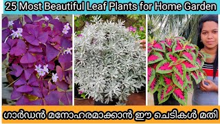 25 Colorful Leaf Plants for Home Garden  ഗാർഡൻ മനോഹരമാക്കാൻ 25 ഇലച്ചെടികൾ [upl. by Jehias]