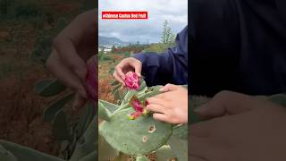 Discovering Large Cactus Fruits Taste Test amp Harvest Adventure 🌵🍑shortsytstudio [upl. by Azilef546]