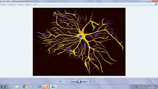 حلقة 7 درس histologie S1 tissu Nerveux شرح رائع والله 2024 الله يوفقكم اخوتي biologie [upl. by Stanway]