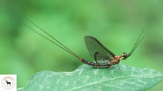 Mayfly A Closer Look at Natures Ephemeral Beauty [upl. by Jonah]