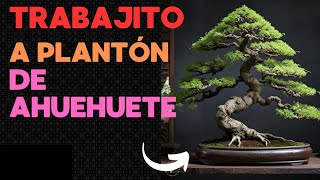 Iniciamos trabajo en ahuehuete para futuro bonsai [upl. by Essirehs298]