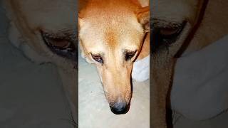 Dog sad video dog doglover animals amazing animalovers foryou tending foryou shortvideo [upl. by Llacam]