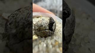 Oshaughnessy’s gecko hatching🥚reptile gecko macro [upl. by Dnumsed692]