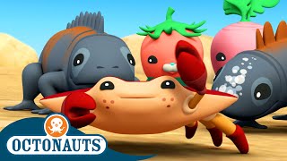 ​Octonauts  The Red Rock Crabs  Season 3  Full Episodes  Cartoons for Kids [upl. by Erodavlas]