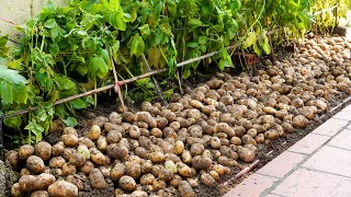 Growing Potatoes At Home Is A Lot Of Tubers And Easy For Beginners [upl. by Marih317]