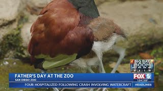 Wattled Jacana Chicks Nestle Under Their Father’s Wing at San Diego Zoo [upl. by Heidi]