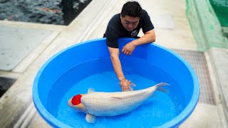 Breeding The Most Expensive Koi Fish In The World [upl. by Weywadt]