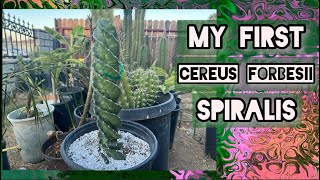 My First Cereus Forbesii Spiralis Cactus aka Spiral cactus 🌀🌵 [upl. by Sadirah]