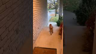 Dog and the doorbell dog scoob funny [upl. by Innavoj]