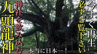 ⚠️九つの首に分かれる日本一巨大な九頭龍神 この動画で九頭龍神とご縁を結んで下さい！【島根県松江市 志多備神社】【祭神：伊弉諾尊 伊弉册尊】 [upl. by Yleve816]