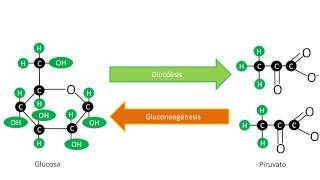 Gluconeogénesis  Síntesis de Glucosa [upl. by Dallis]