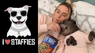 NEW Staffordshire Bull Terrier Video Compilation CUTE amp FUNNY MOMENTS  STAFFY LOVE 💕 [upl. by Xela18]