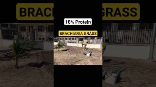 Do you know about BRACHIARIA GRASS [upl. by Shirline459]