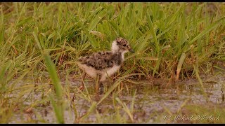 Chick of the Northern Lapwing Vanellus vanellus  Küken vom Kiebitz [upl. by Nanon]