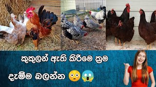 කුකුලන් ඇති කරන ක්‍රම🐔😱PorakukLanka [upl. by Renny]