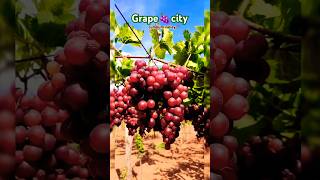 grapecitycumbumtamilnaducumbumvalley🍇🍇 [upl. by Redna]