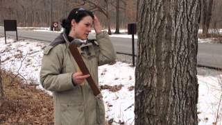 Sugar maple tapping [upl. by Duff]