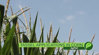 Tassel Applications In Corn 1056 Air Date 7118 [upl. by Uot]