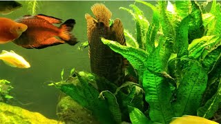 quotAfrican Spotted Leaf Fishquot Gets A New Tank Mate [upl. by Iinde277]