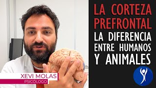 La corteza prefrontal cerebral el área del cerebro que nos hace humanos [upl. by Lavella]